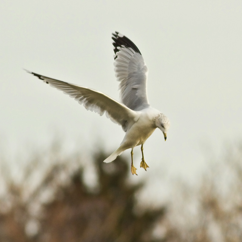 Hovering Gull