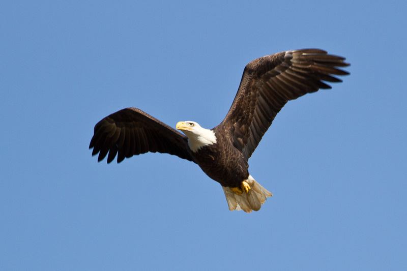 Conowingo-7Oct2010-IMG_3394.jpg