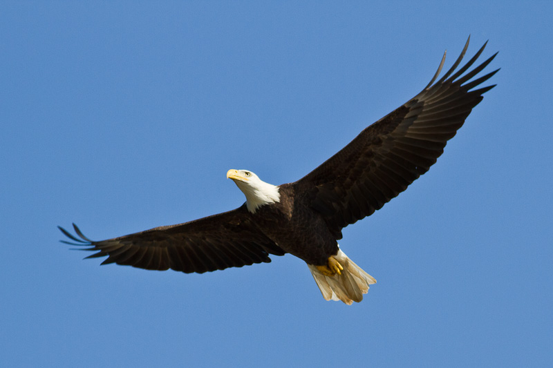 Conowingo-7Oct2010-IMG_3396.jpg
