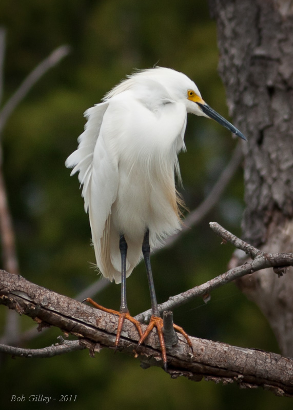 Snowy Egret