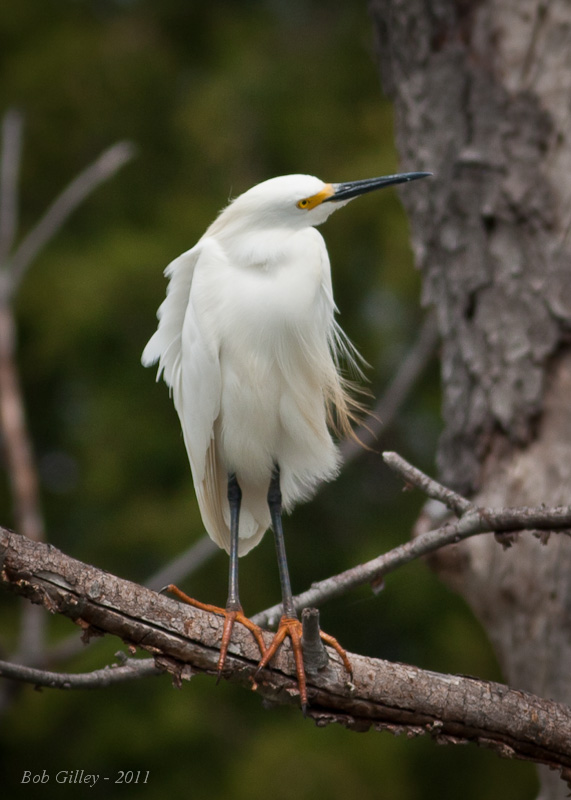 Snowy Egret