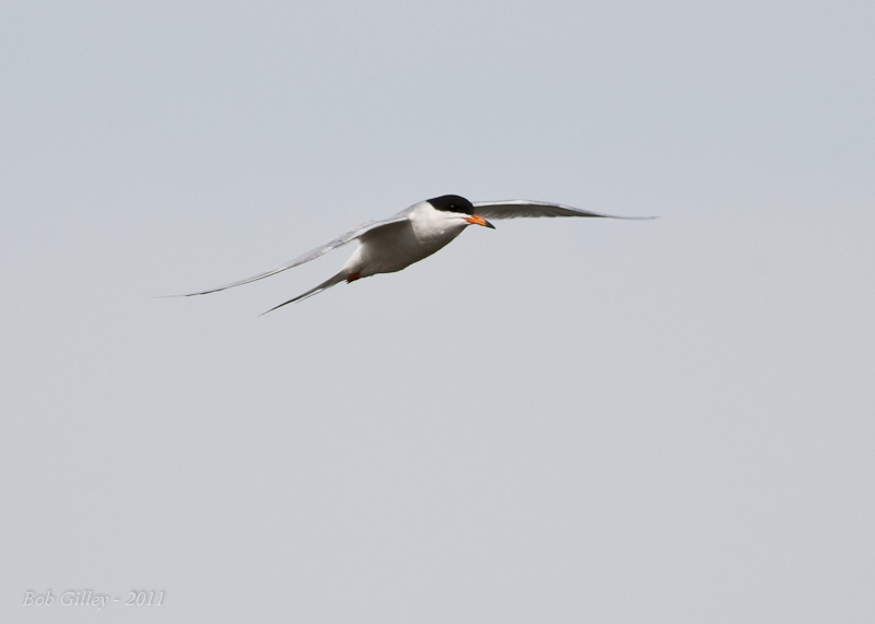 Roseate Tern