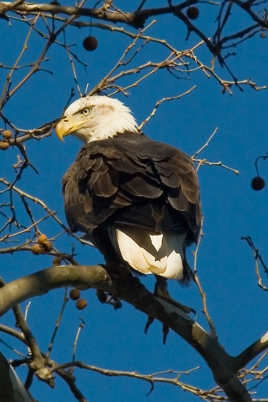 Bald Eagle