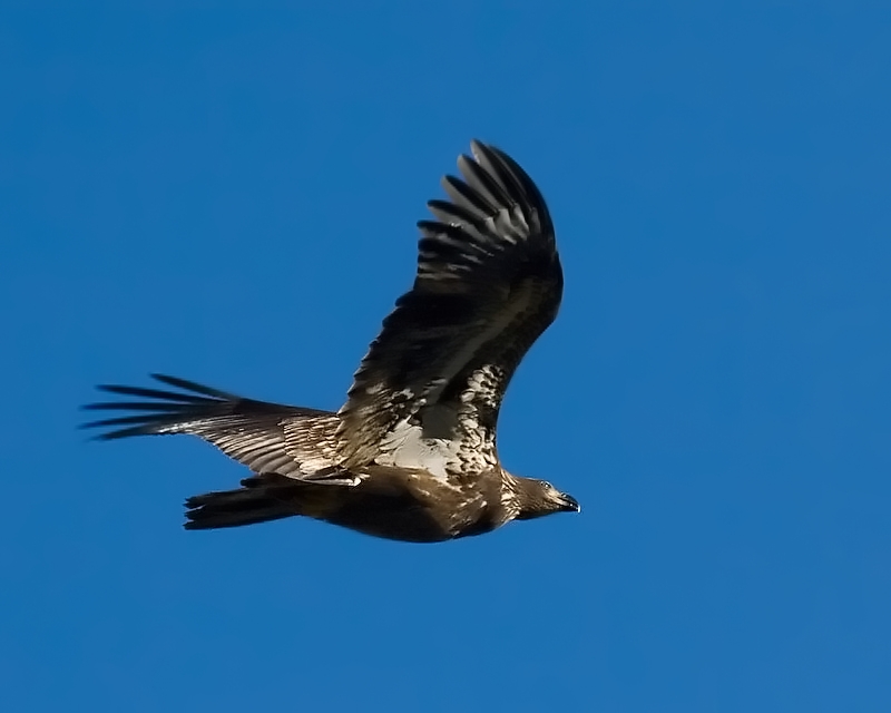 Juvenile Bald Eagles