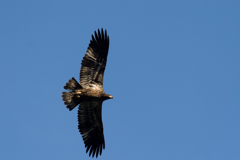 Conowingo-20061216-6363.jpg
