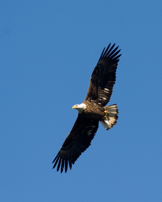 Conowingo-20061216-6463.jpg