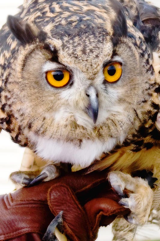 Eurasian Eagle Owl