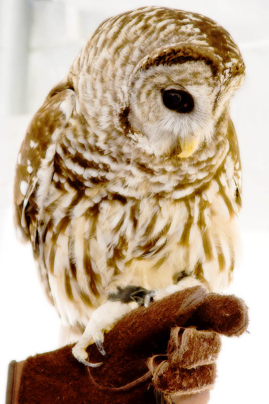 Barred Owl