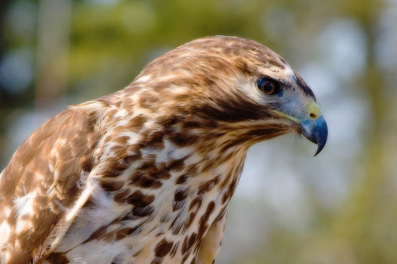 Red-shouldered Hawk