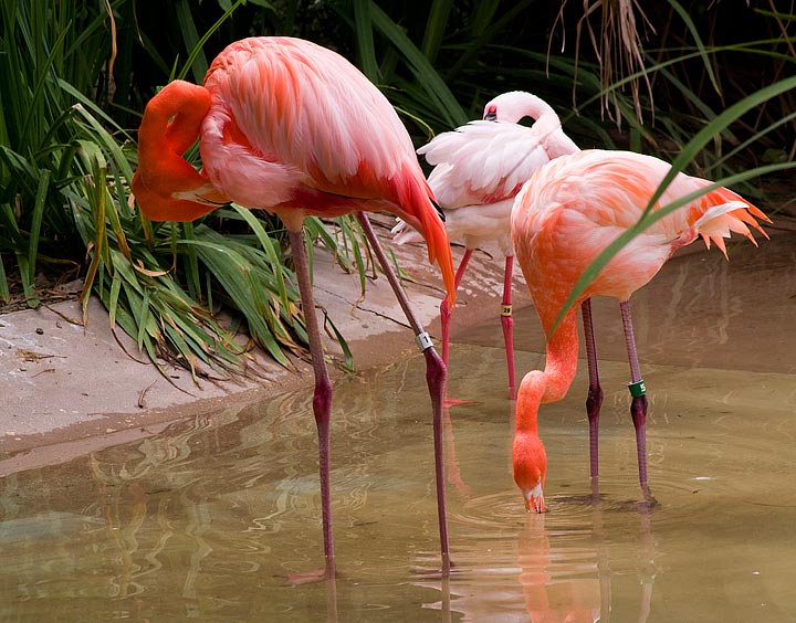 Flamingos.jpg