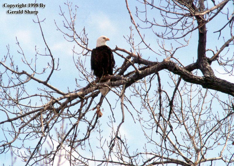 eagle1.jpg