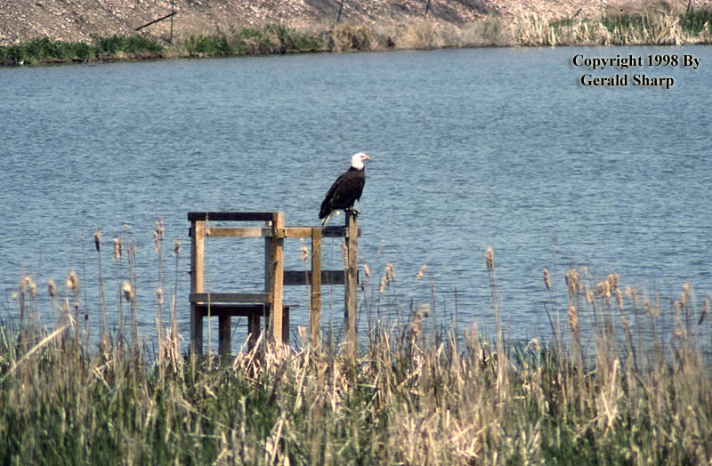 eagle_and_pond.jpg