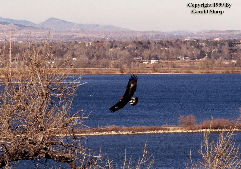 eagle_at_boulder.jpg