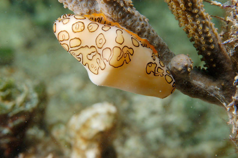 Flamingo tongue snail