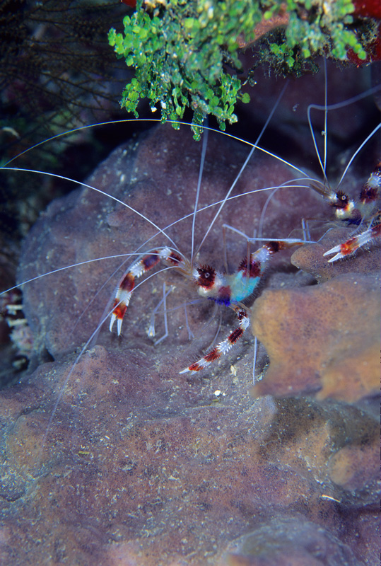 Banded Coral Shrimp