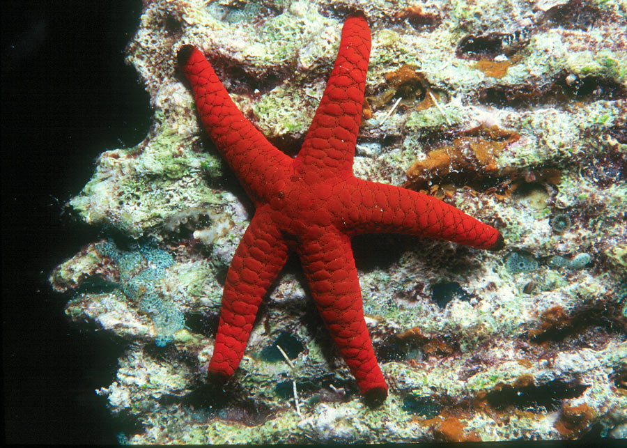 Starfish