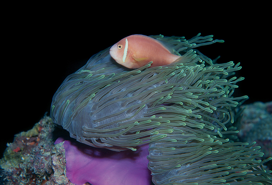 Sea Anemone with Clown Fish