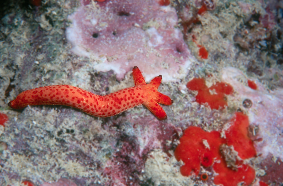 Starfish growing back from one arm