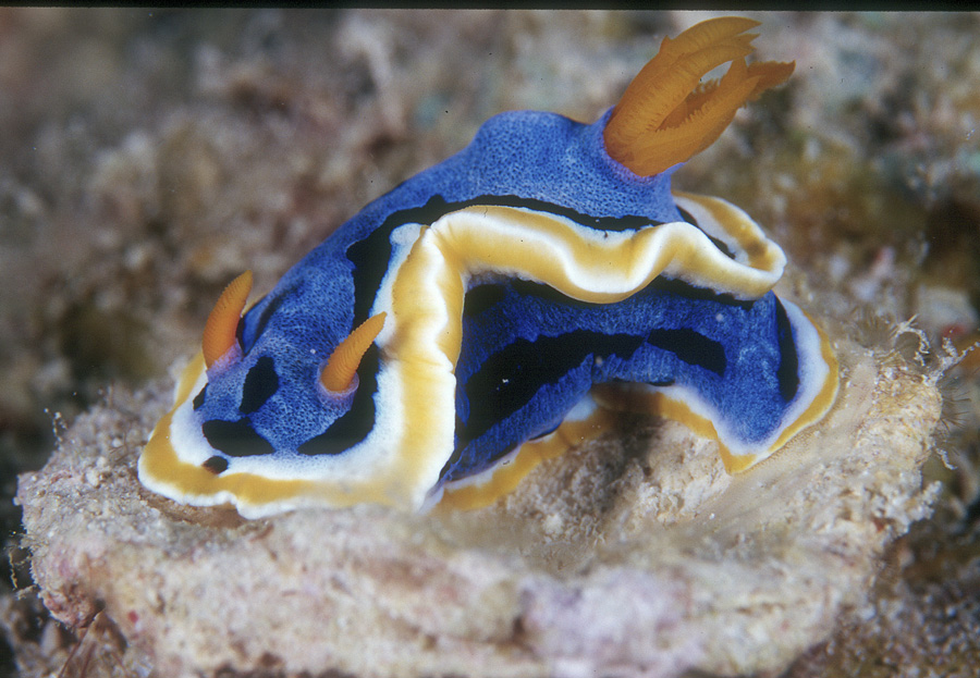 Nudibranch