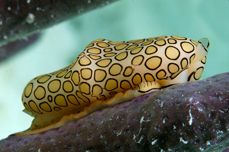 Flamingo Tongue