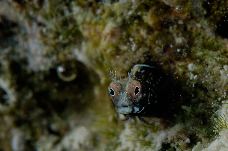 Spineyhead Blenny