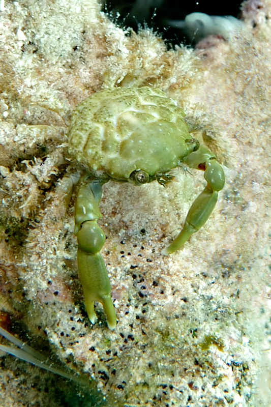Green Clinging Crab