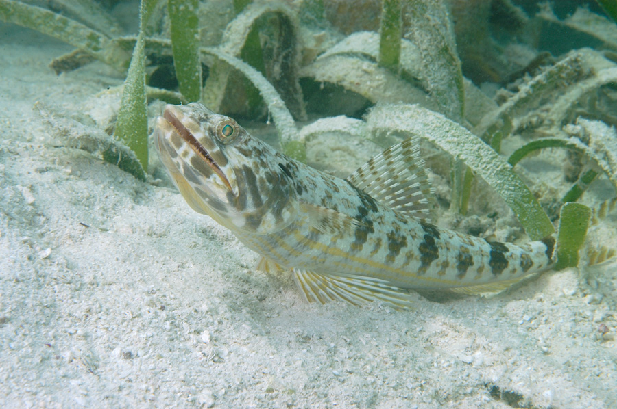 Sand Diver