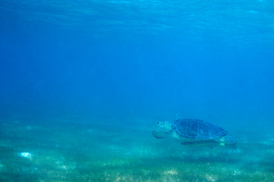 Sea Turtle