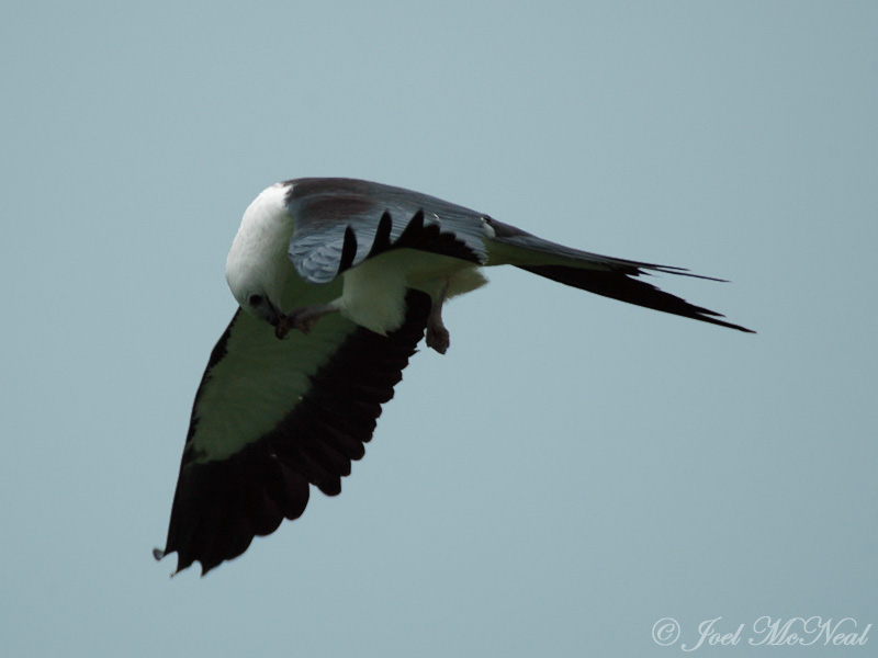 Swallow-tailed Kite eating Junebug