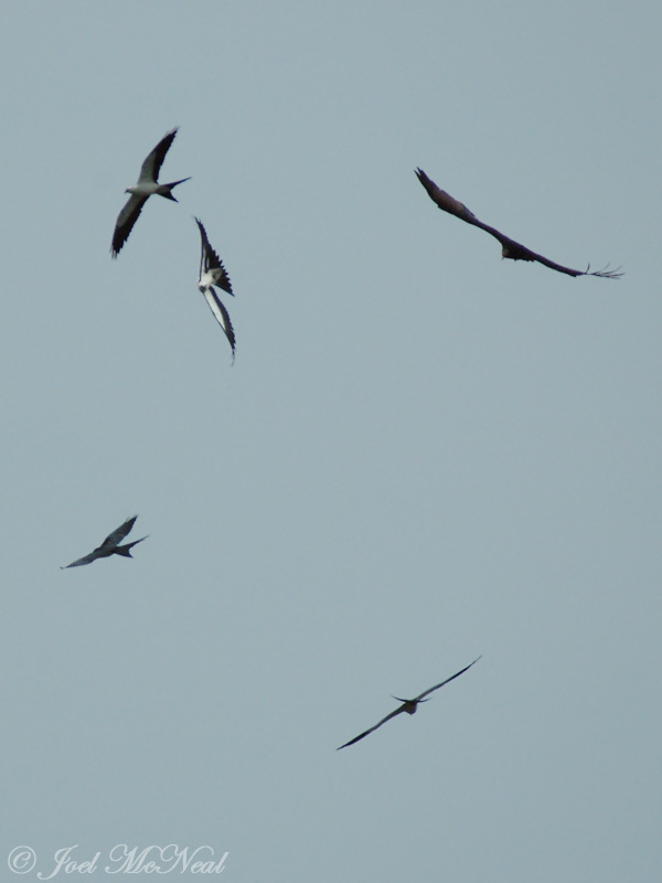 Swallow-tailed Kites and Turkey Vulture