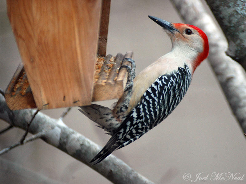 male Red-bellied Woodpecker