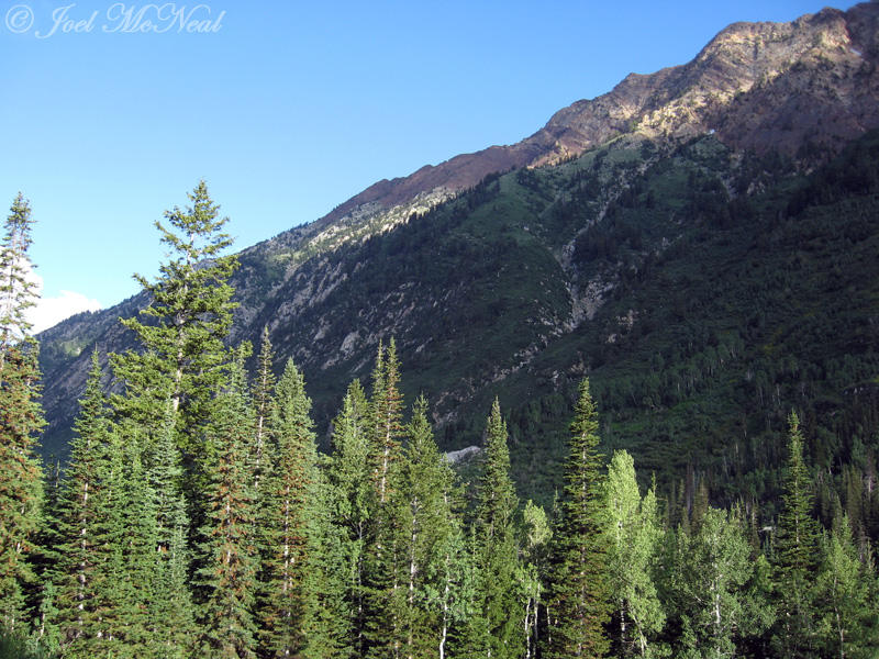 Fir forest and mountains