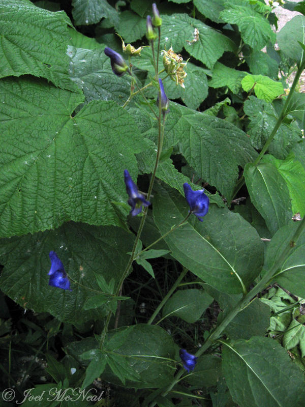 Western Monkshood: <i>Aconitum columbianum</i>