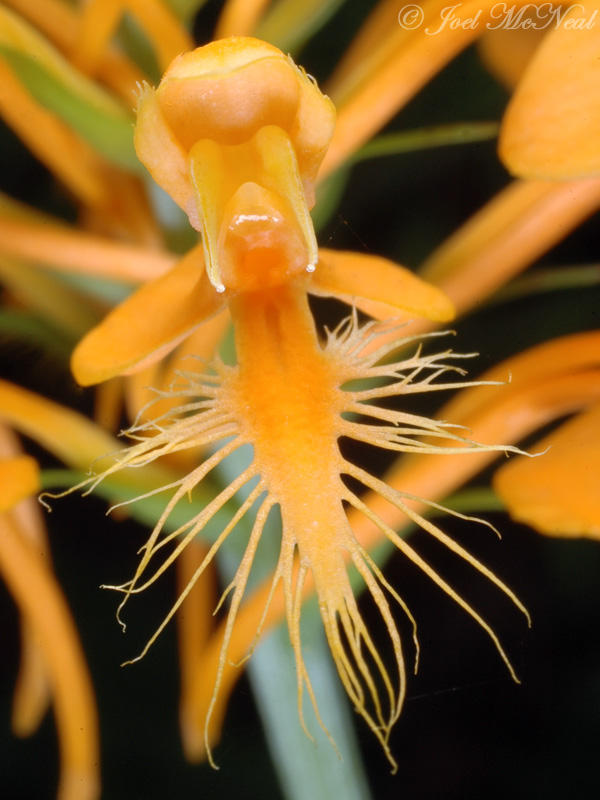 Yellow Fringed Orchid: <i>Platanthera ciliaris</i>