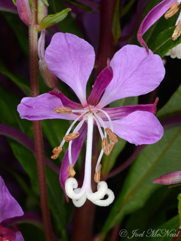 Fireweed: <i>Chamerion platyphyllum</i> (<i>Epilobium angustifolium</i>)