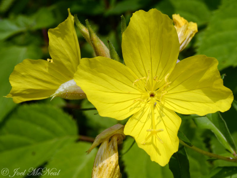 Northern Sundrops: <i>Oenothera tetragona</i>