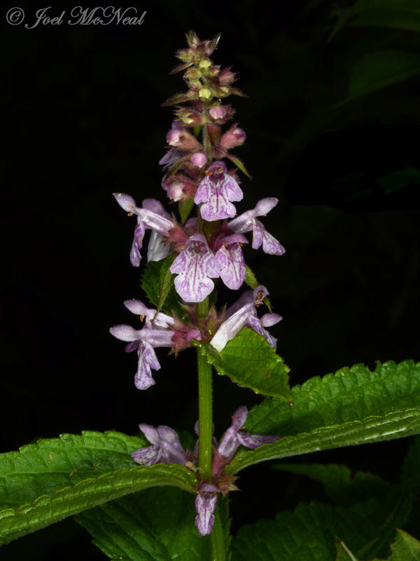 Broad-toothed Hedge-nettle: <i>Stachys latidens</i>