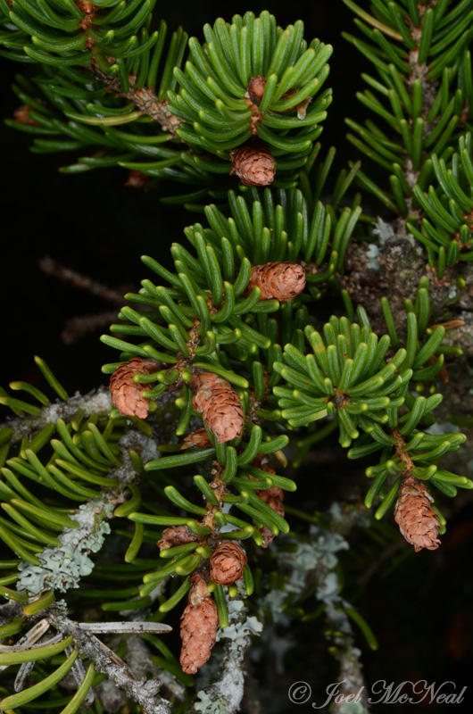 Red Spruce: <i>Picea rubens</i>, spent male strobili
