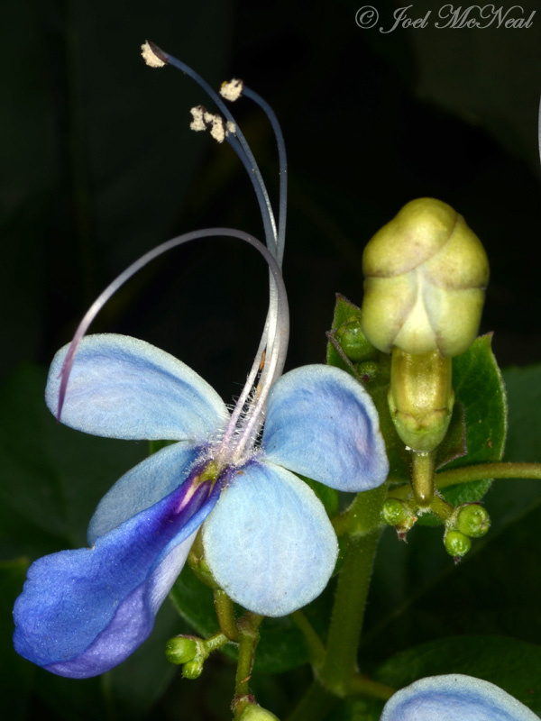 <i>Rotheca myricoides</i> (<i>Clerodendrum ugandense</i>)