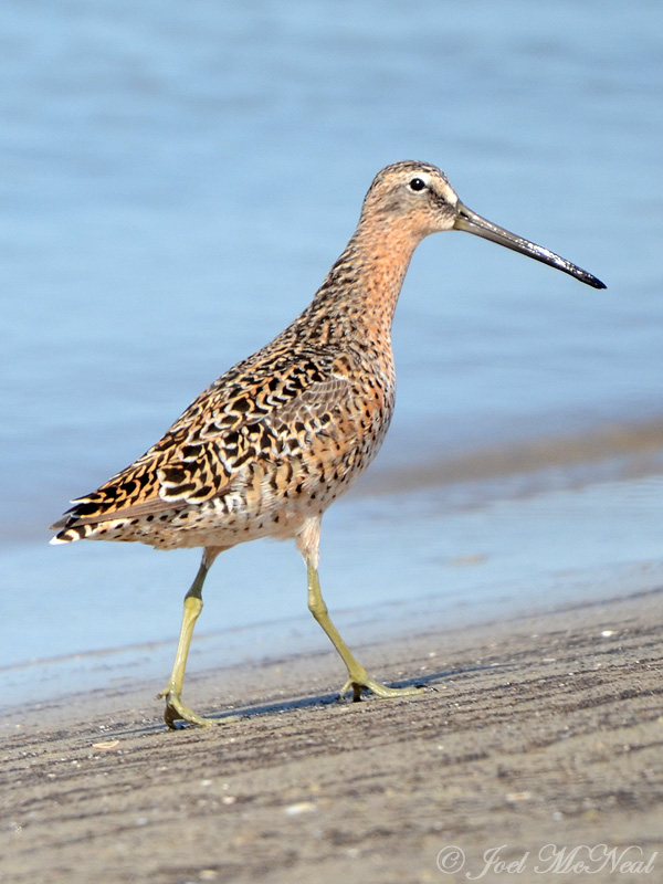 Short-billed Dowitcher: St. Catherines Island- Liberty Co., GA