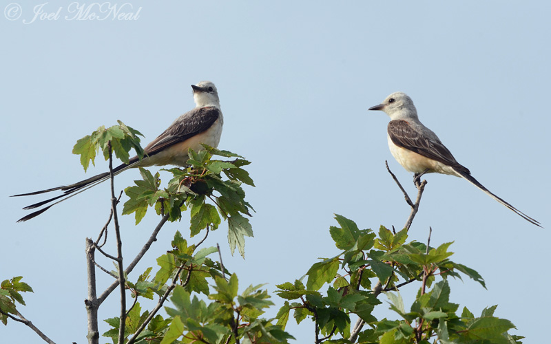 Scissor-tailed Flycatchers: Cartersville, GA