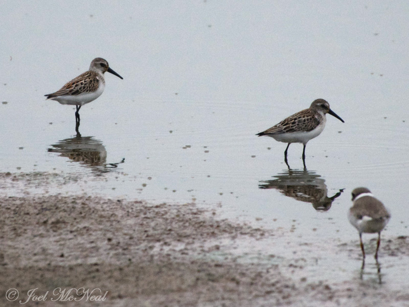 Western Sandpipers: Bartow Co., GA