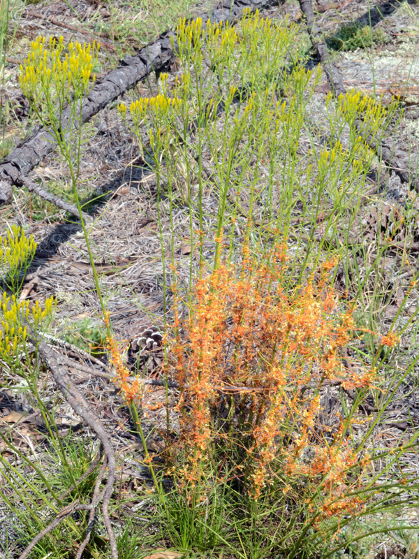 <i>Cuscuta harperi</i> on <i>Bigelowia nuttallii</i>