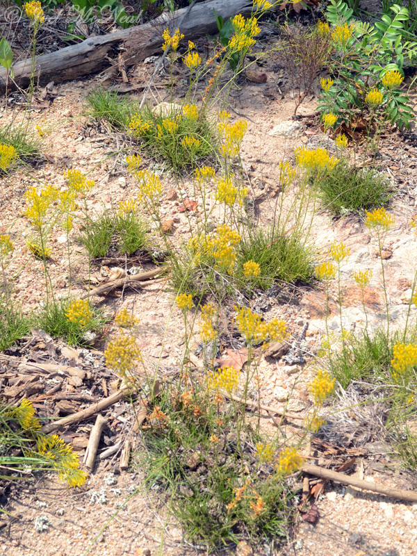 Harpers Dodder and Nuttalls Rayless Goldenrod host