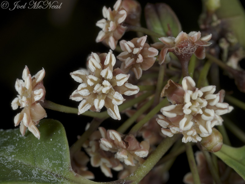 male <i>Amborella trichopoda</i>