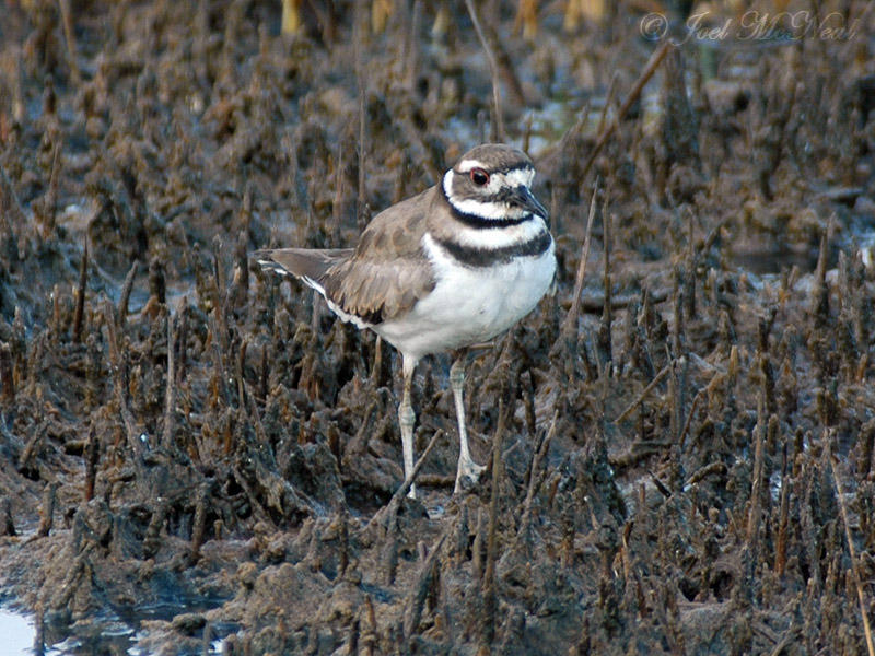 Killdeer