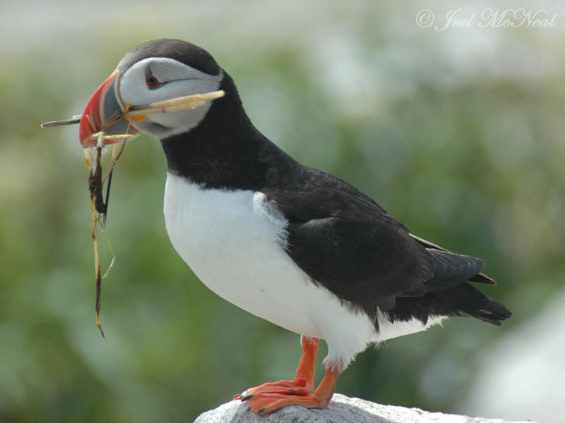 Puffin carrying nest material