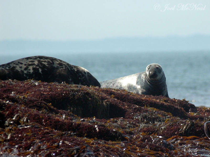 Gray Seals