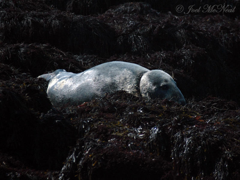 Gray Seal