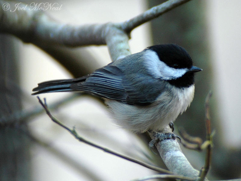 Carolina Chickadee